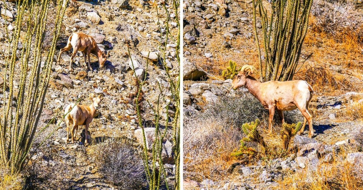 Mouflons bighorn Anza Borrego Californie