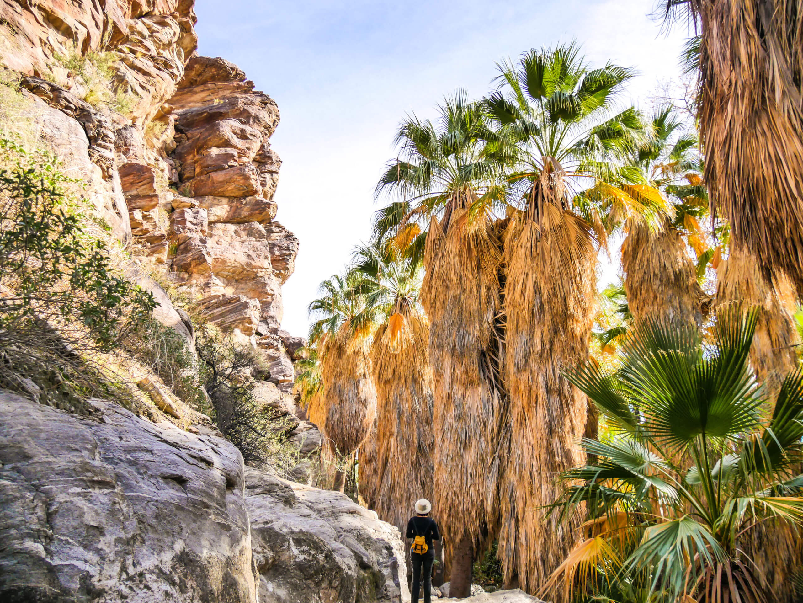 Palmiers californiens Sud Californie