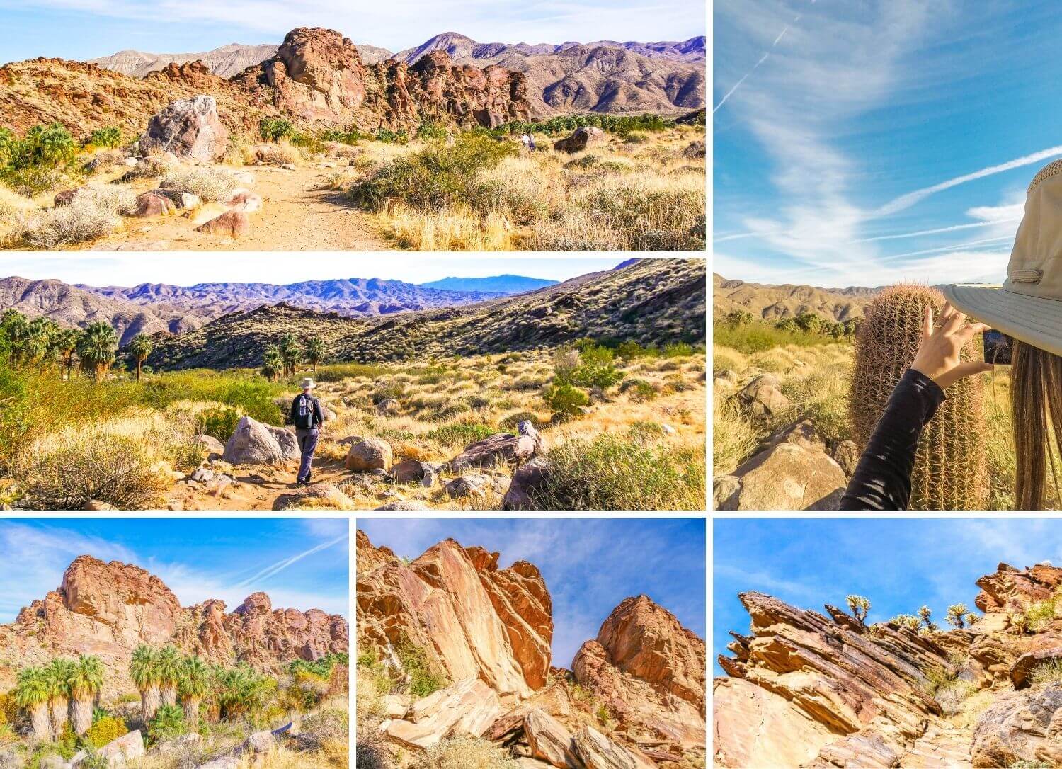 Andreas Canyon Trail désert Indian Canyons