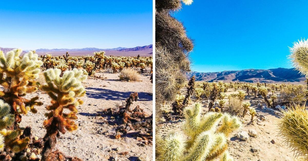 Cactus Cholla Garden désert californien Joshua Tree
