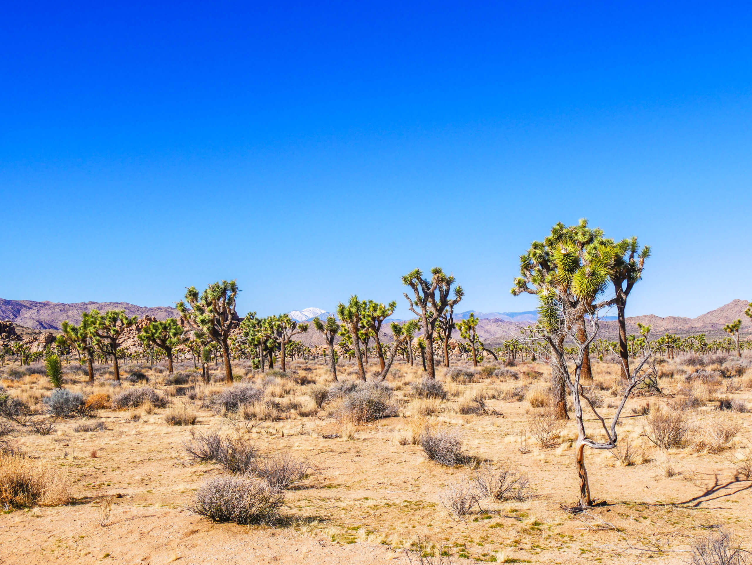 Joshua Tree champs de Yucca brevifolia