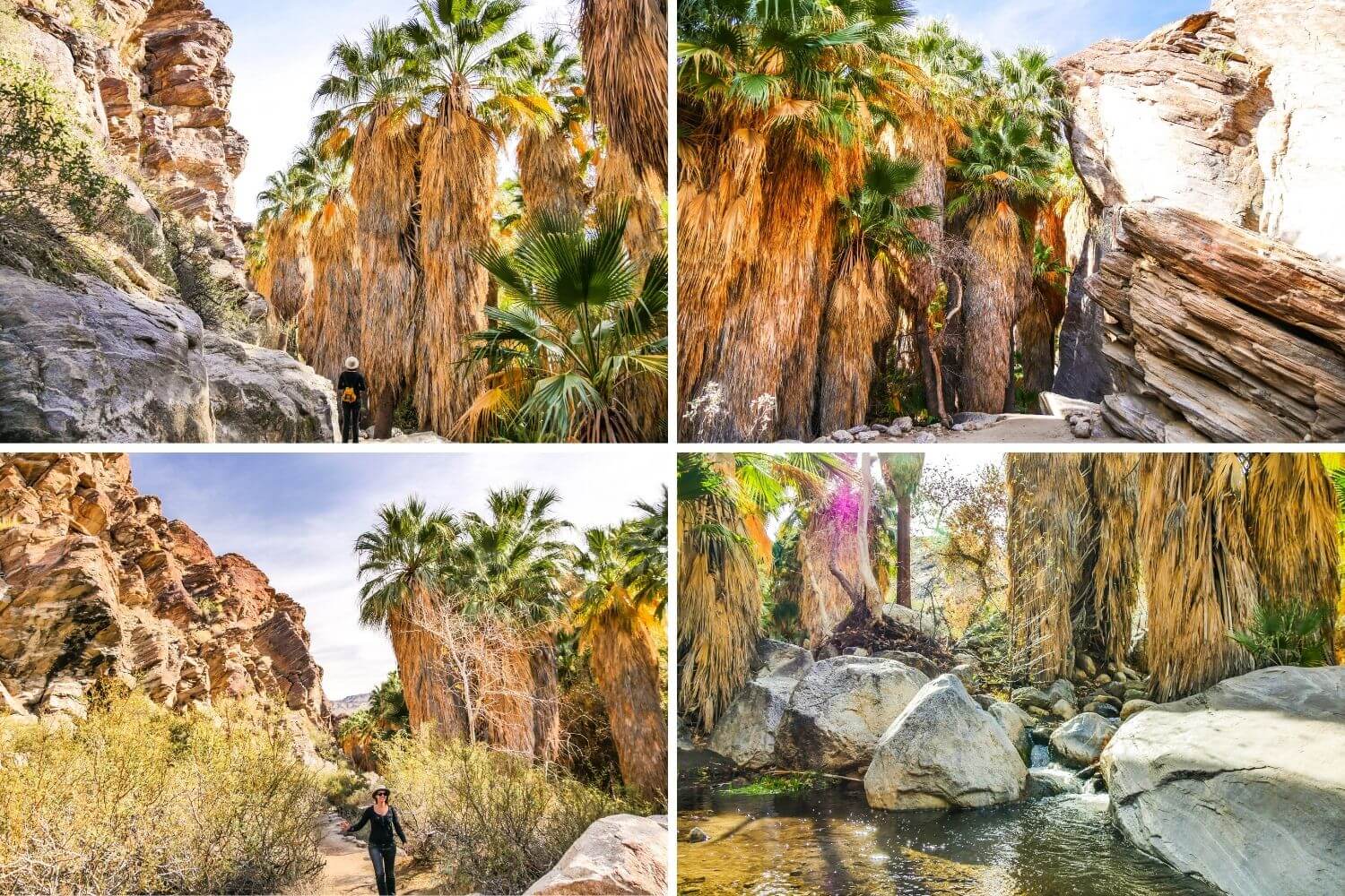 Oasis et palmier californien désert Indian Canyons