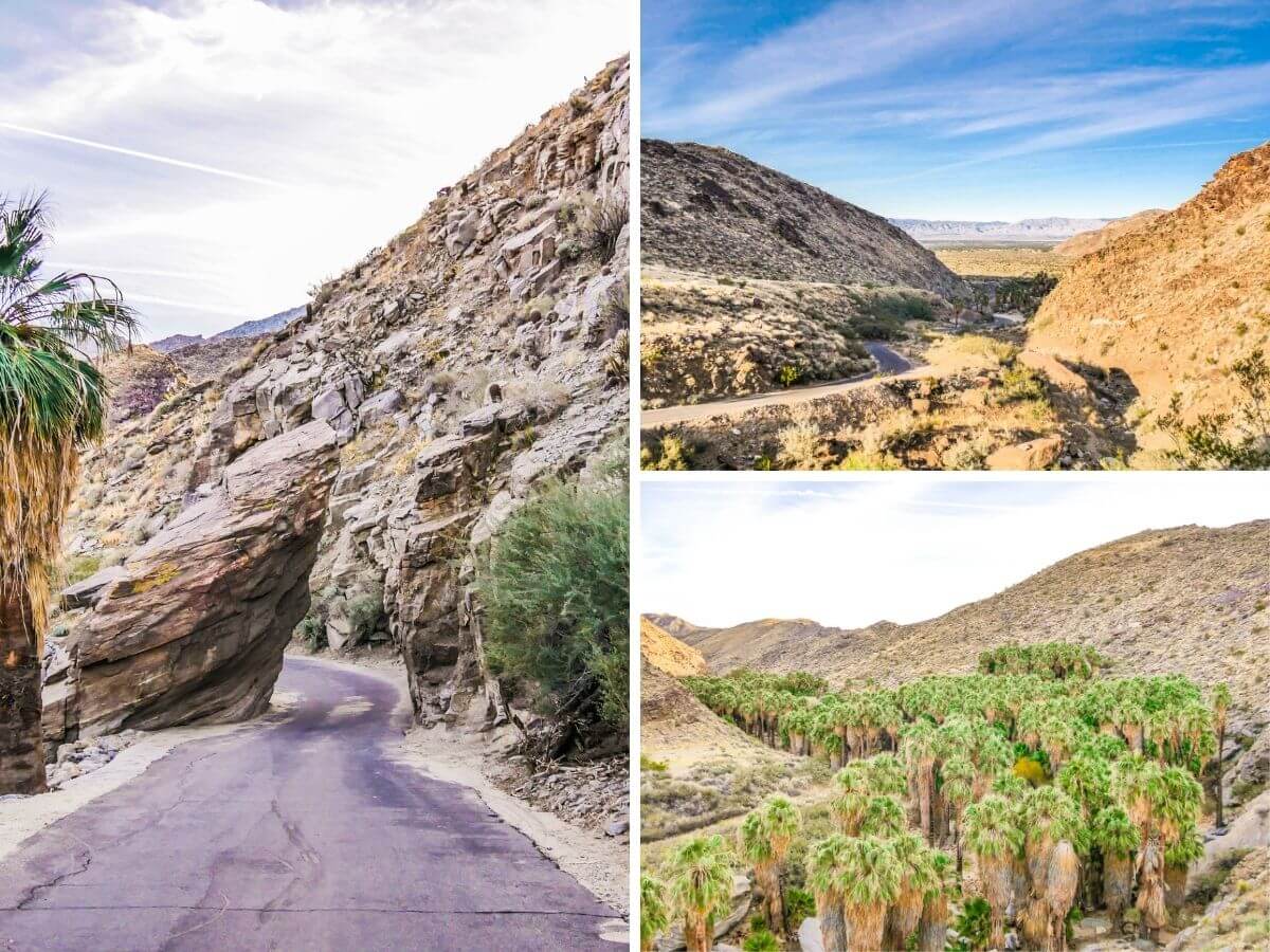 Route et palmeraie désert californien Indian Canyons