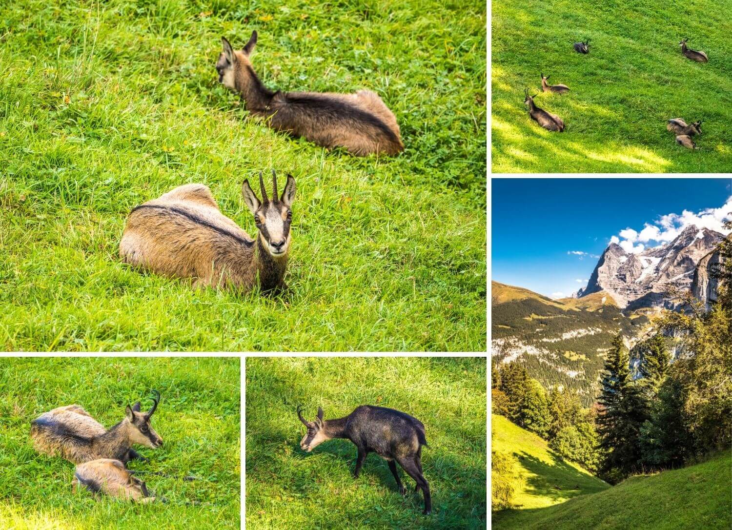 Schilthorn chamois Muerren