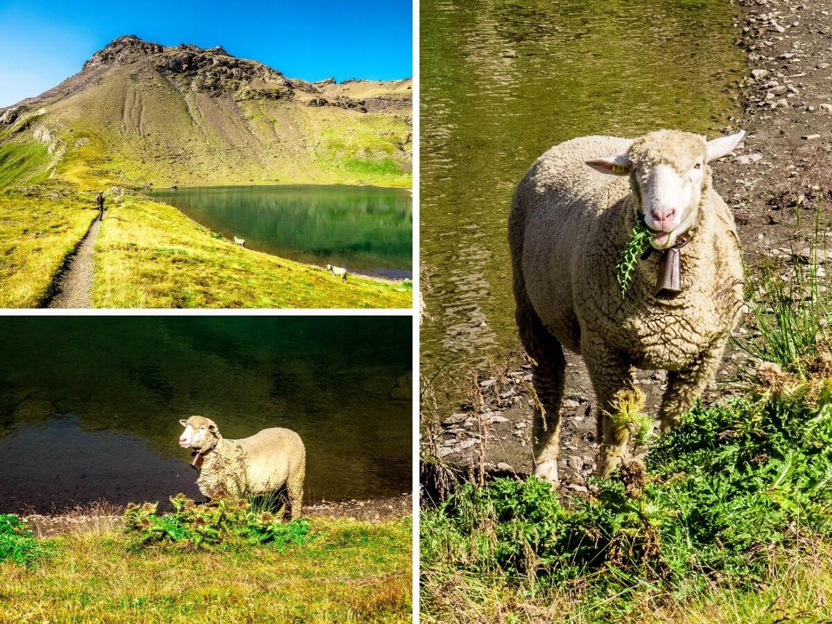 Schilthorn moutons Grauseeli