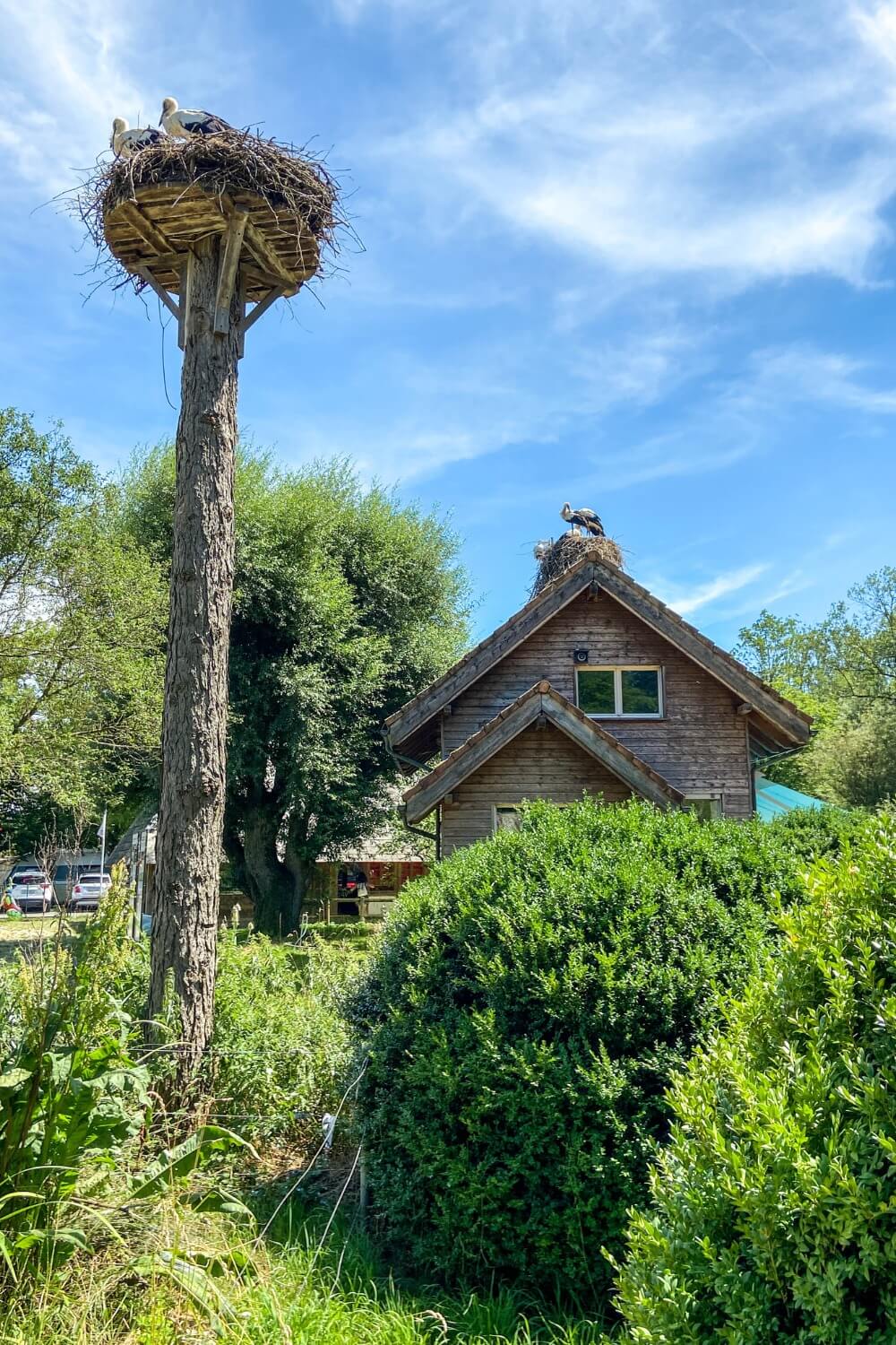 Cigogne réserve d'Altreu à Soleure