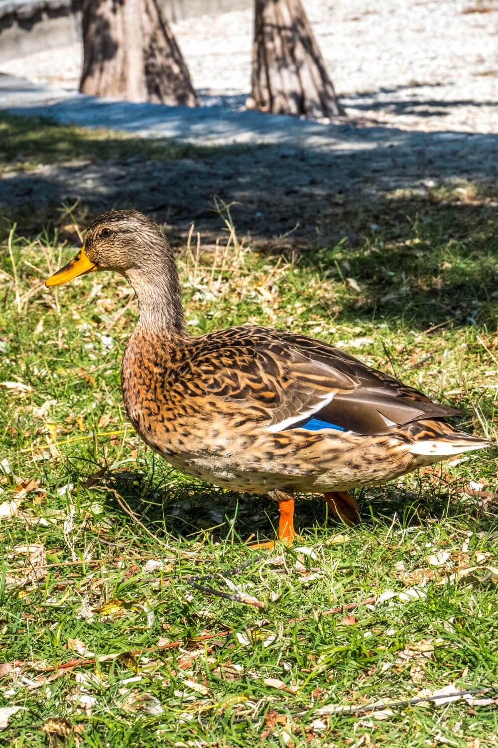 Canard parco della Pace à Locarno