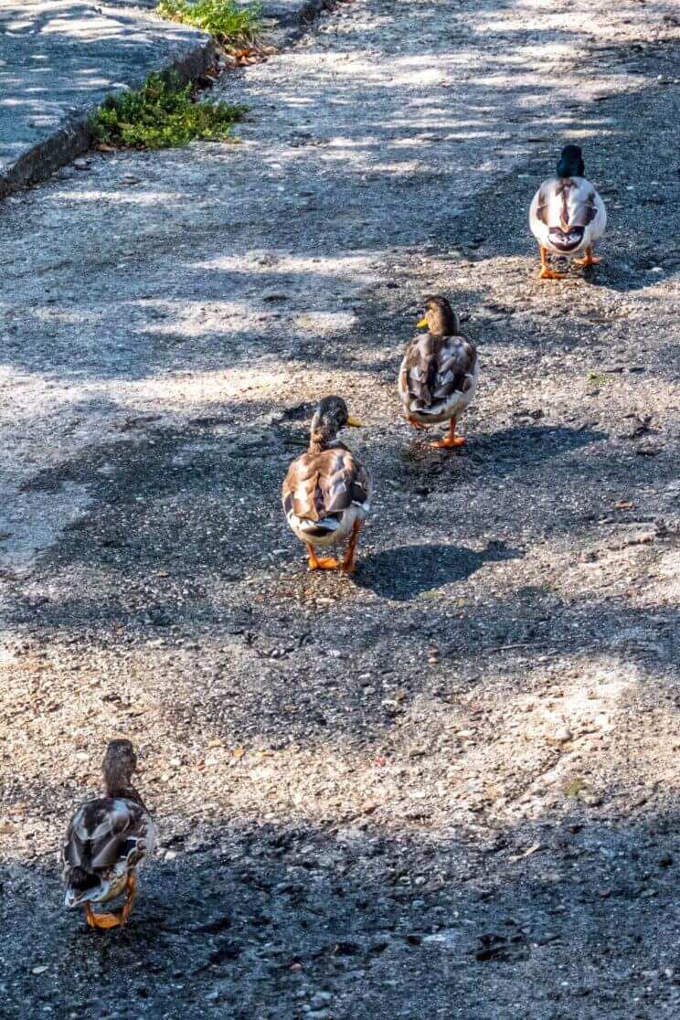 Canards bord du lac Majeur à voir à Locarno