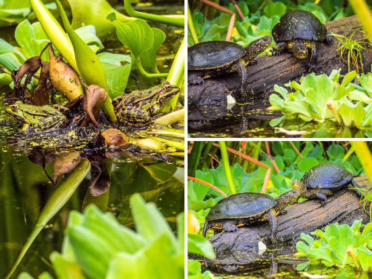 Cistudes d’Europe et grenouilles Jardin botanique Brissago Locarno Tessin
