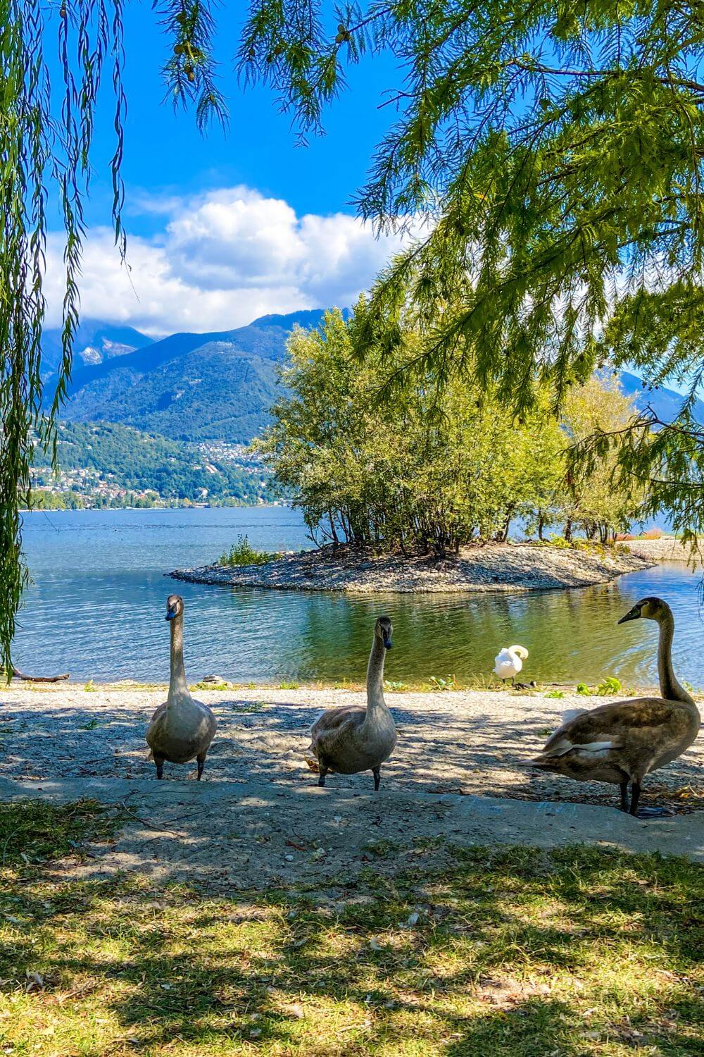 Cygnes parco della Pace à Locarno