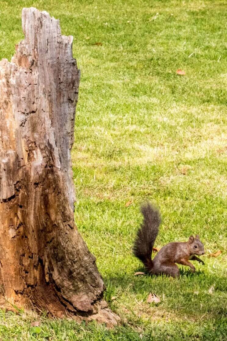 Ecureuil parco della Pace à Locarno