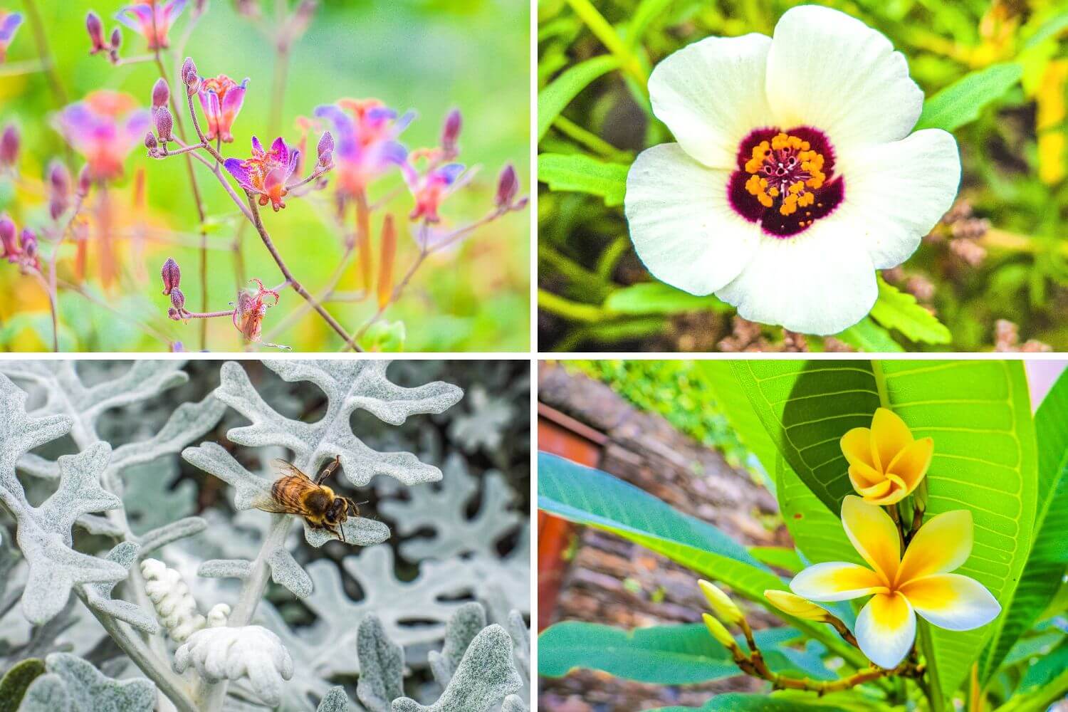 Fleurs et plantes jardin botanique Brissago Lac Majeur Locarno Tessin