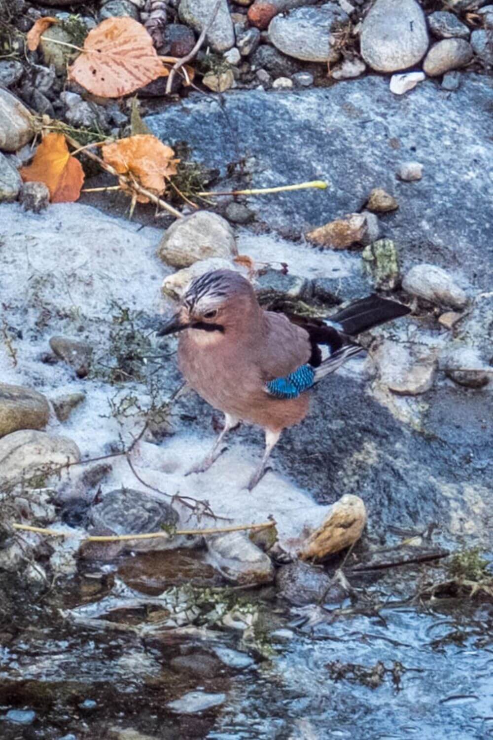 Oiseau bord du lac à Locarno